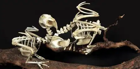 已经灭绝的鸟类复原骨架骨骼感受生命的奇迹