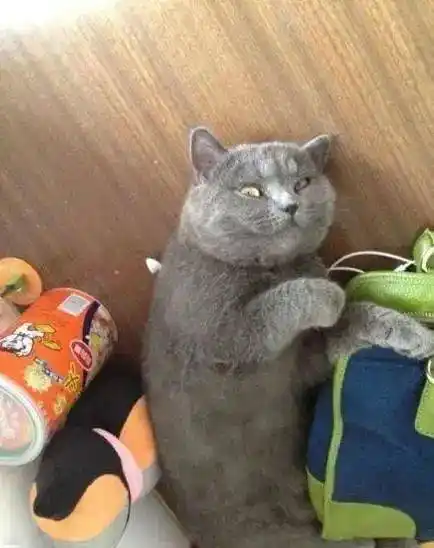 网友买了只小蓝猫,就因为它长的萌,一年后气得:这是个啥玩意?