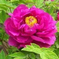 牡丹头像花_多彩牡丹花盛开头像_微信头像图片大全