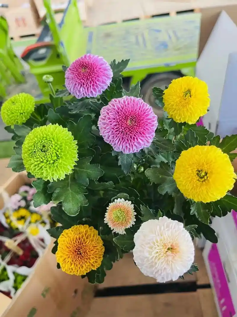 到货啦.【乒乓菊】高度:30-35cm,彩色也有单色花,原盆 - 抖音