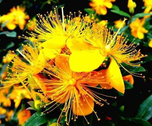 "礼花"绽放——金丝海棠