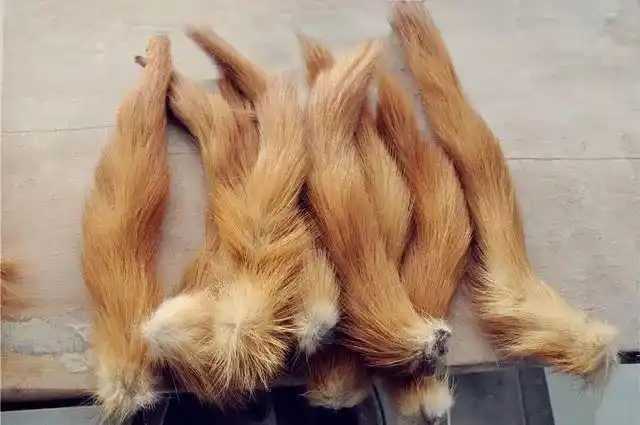 狼毫|黄鼠狼|拔毛|毛笔_网易订阅