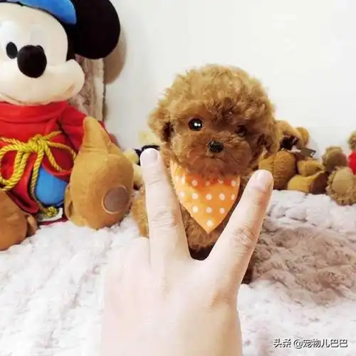 茶杯泰迪狗生长周期是多久成年的茶杯泰迪狗