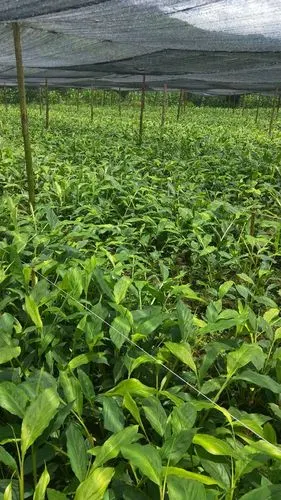 草果苗 独本苗 0.5米以下