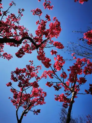 在深圳仙湖植物园有一片樱花俏俏地绽放