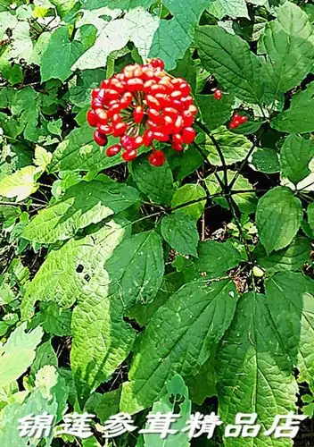 野山参,我们"误会"太多了