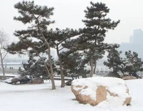 四季常青又耐寒的树