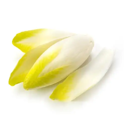 菊苣玉兰新鲜白玉兰500g软化白菊苣菜金金玉兰菜菊其它