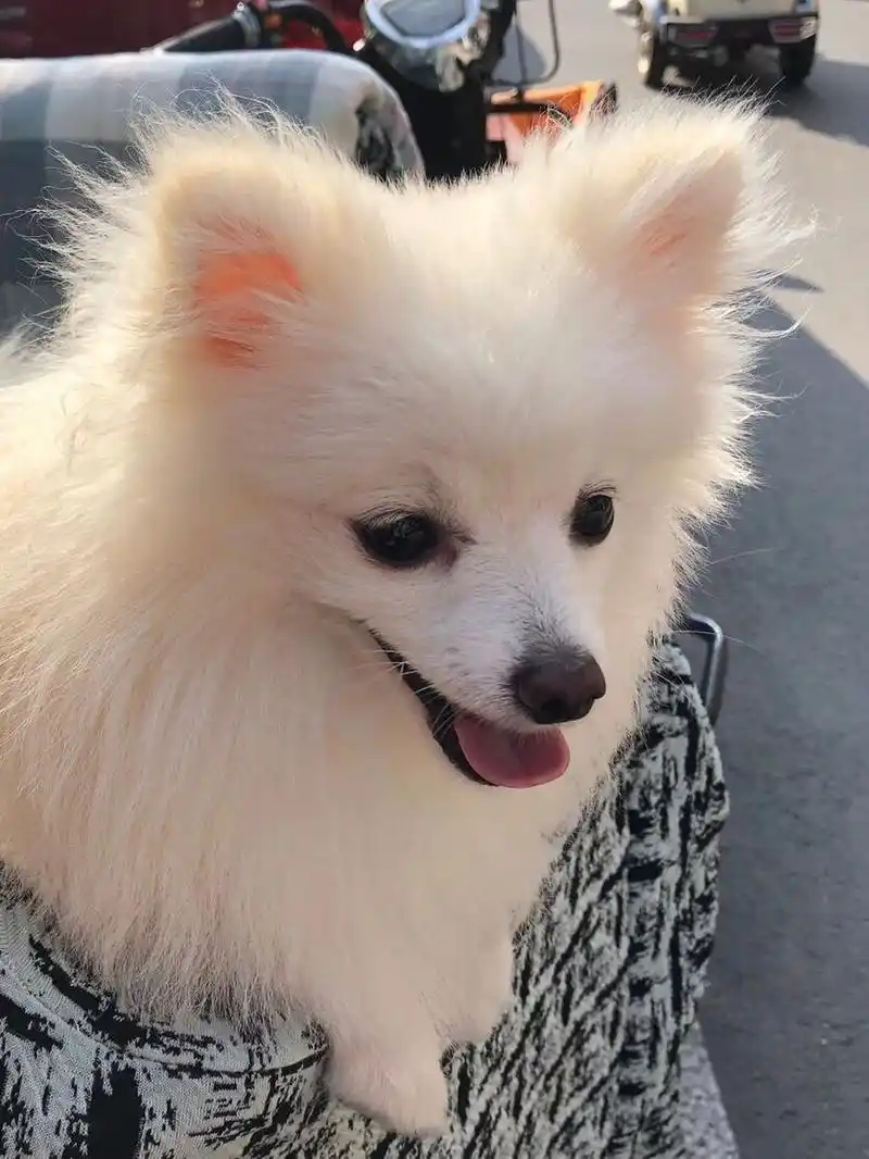 银狐和博美的串串 超可爱的虎虎