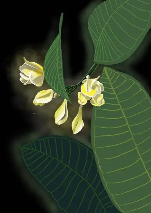 鸡蛋花_koori_6578__插画师作品_涂鸦王国gracg.com