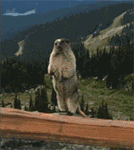 134_150gif 动态图 动图