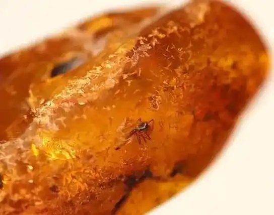 揭秘:虫珀如何造假?