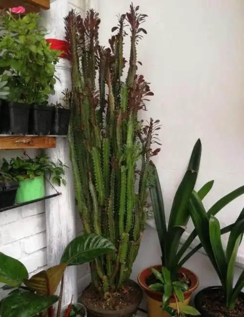 小知识:镇宅辟邪的植物有哪些(什么花卉绿植招财挡煞气)-图2