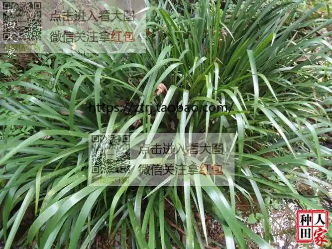 贵州新鲜野生香料山奈五香叶野生伍香黎平牛瘪新鲜配料农产品野菜