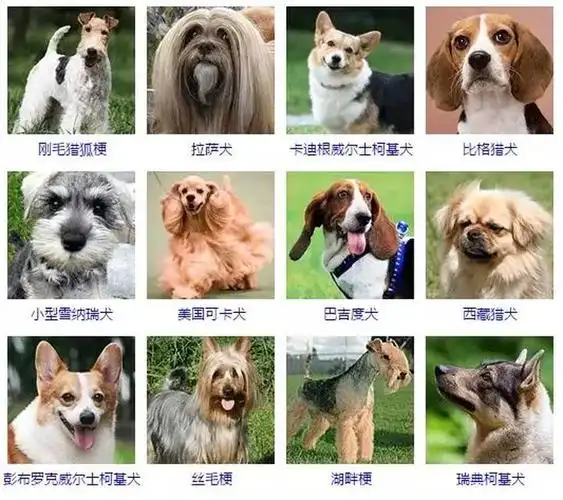 一篇文章让你了解狗的所有种类 - 宠物趣闻 - 新闻资讯 - 安徽大嘴狗