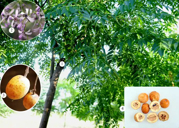 ①楝植株②花③果实④苦楝子【别名】楝树,苦楝【基原】为楝科植物楝