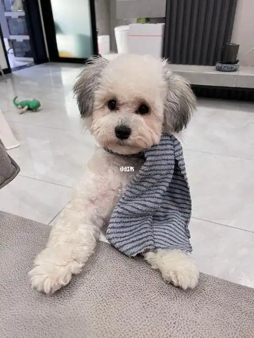 我的宝贝是个雪纳瑞串比熊