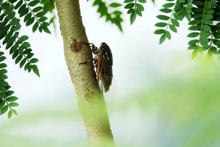 烈日炎炎夏蝉鸣