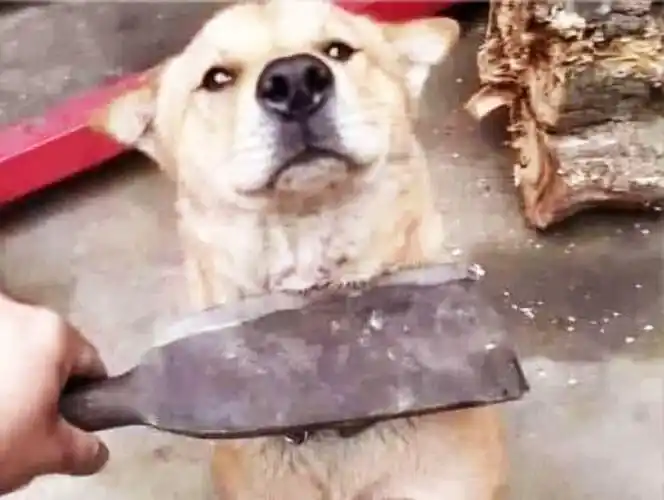 手机高频彩app下载