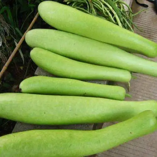 食全食美这种瓜叫瓠子很多人不认识却是夏天最该多吃的食物