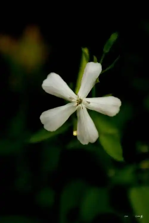 石碱花娇容_搜索_苏长荣_摄影