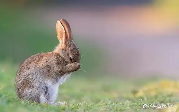 对于兔子来说,这些长长的耳朵不仅仅是一个美丽的外表特征,还具有许多