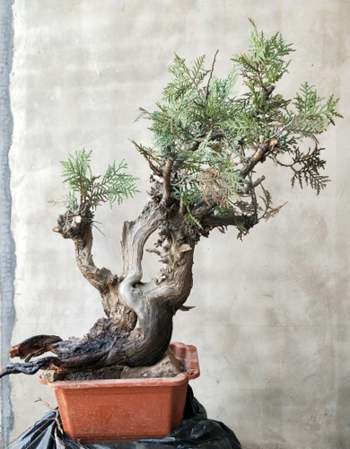 盆养多年老桩,出枝太完美,花苞爆满,花色粉白交错文人树天竹盆景,树龄