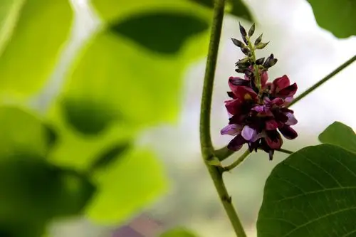 摄影/雾灵飞鸿摄影/雾灵飞鸿山坡上爬满了葛藤,葛藤花盛开,您见过吗?