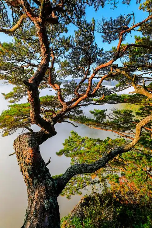 长白山林区云雾中的苍松翠柏.