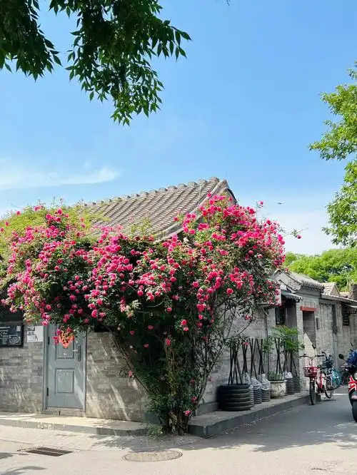 疫情下静静的北锣鼓巷