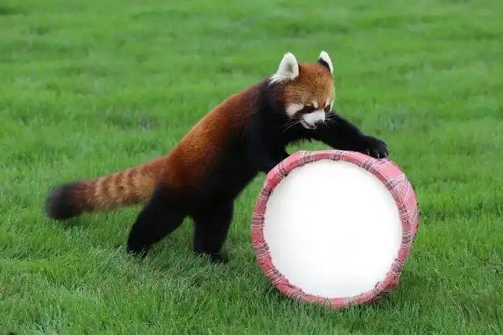 各式各样的小尾巴你最中意哪一款