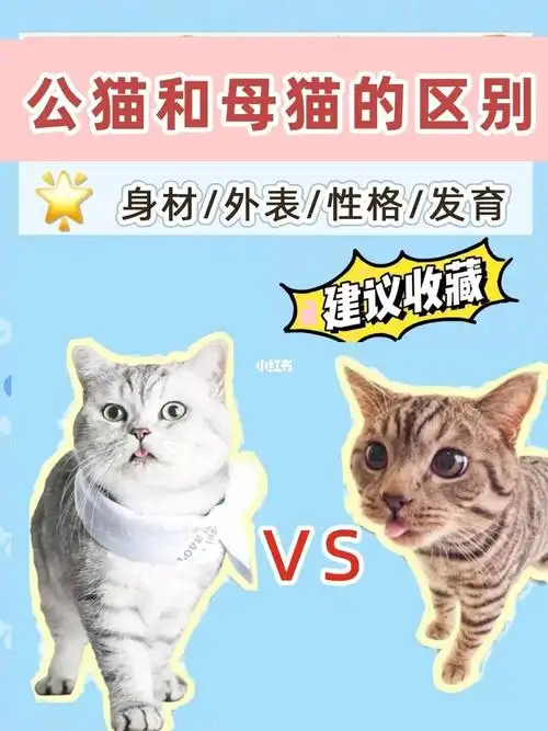 公猫与母猫的区别