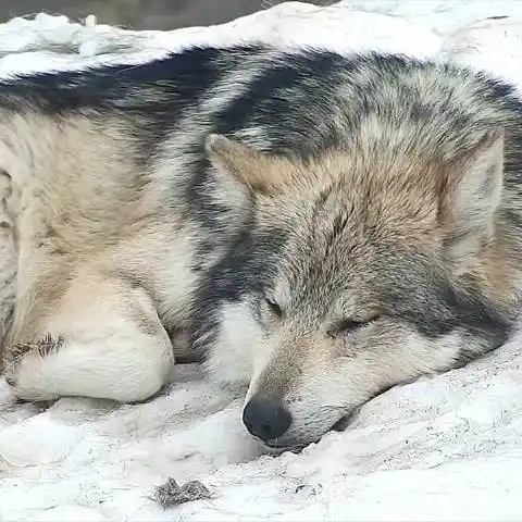 小狼睡觉98#狼##墨西哥狼##犬科动物#——所属:wolf conservation