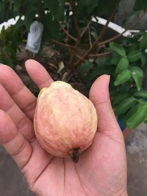 番石榴品种爱好者,他知道以前顺德有个〔云路番石榴〕品种,就是胭脂红