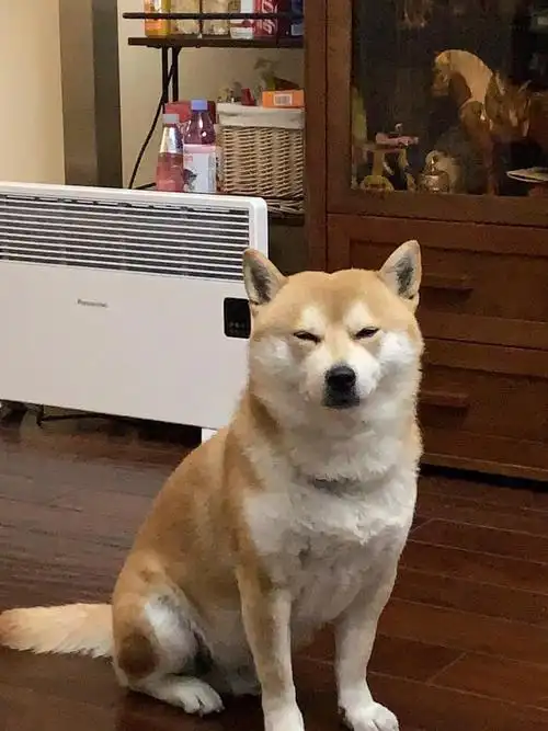 这黄狗眼神有毒78