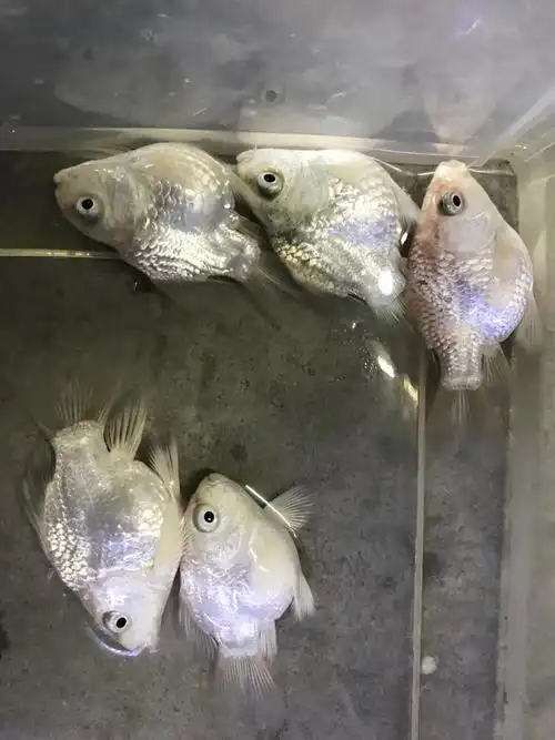 荣郁球形蝴蝶鲤鱼球体短身鱼苗白金龙凤锦鲤活体观赏鱼金鱼贵妃鱼