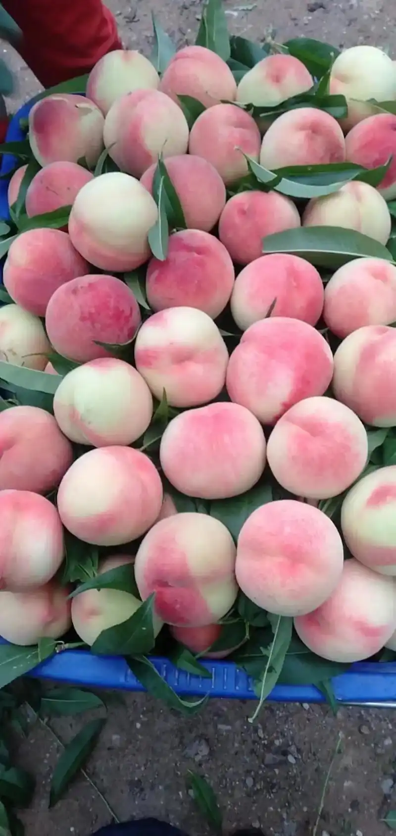 自产白凤桃又大又甜,可装箱,可自摘,欢迎大家踊跃订购,联系电 - 抖音