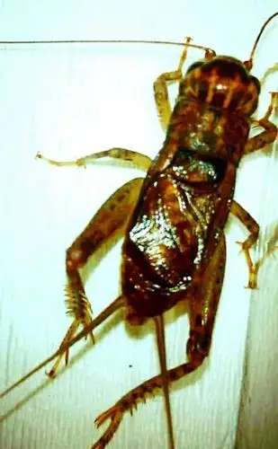 2017年将虫展示录(三十)草紫黄披袍