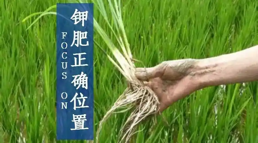 钾肥正确的施用位置:很重要!