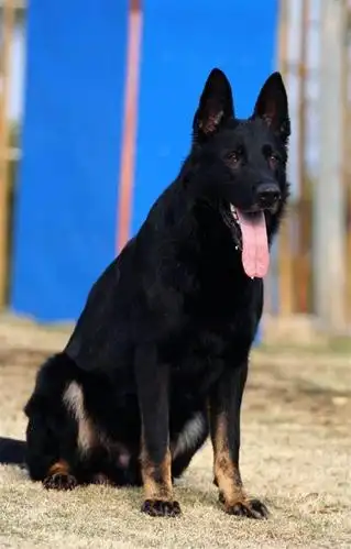 綦江3个月的牧羊犬多少钱实景视频