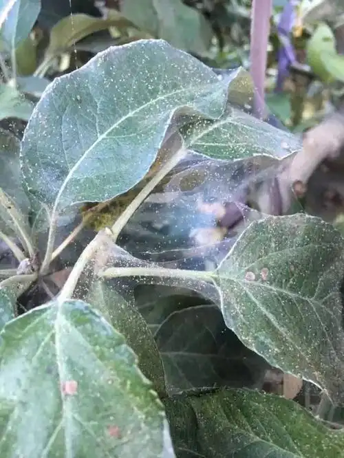 夏季果园白蜘蛛的用药种类及防治方法