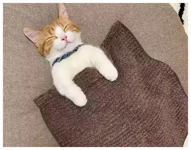 小橘猫躺着睡觉跟个小孩子似的主人给小橘猫盖被子