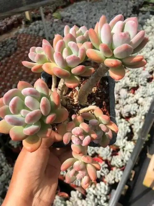 多肉植物灰姑娘老桩