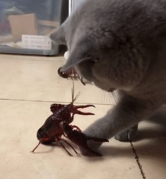 341_368gif 动态图 动图