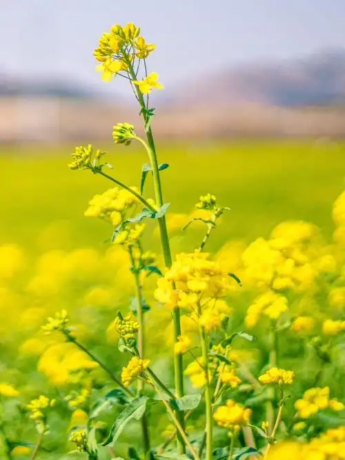 一秒带你进油画山东油菜花惊艳上线满满的文艺气息现在去看刚刚好