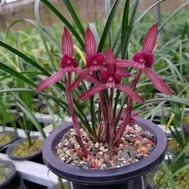 春兰--中东红素 - 中国兰花交易网