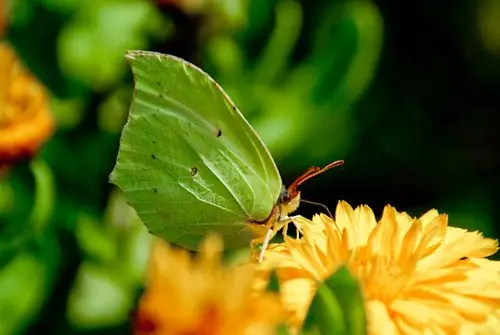 一组绿色蝴蝶(拍摄于长白山)