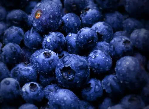 蓝莓果实
