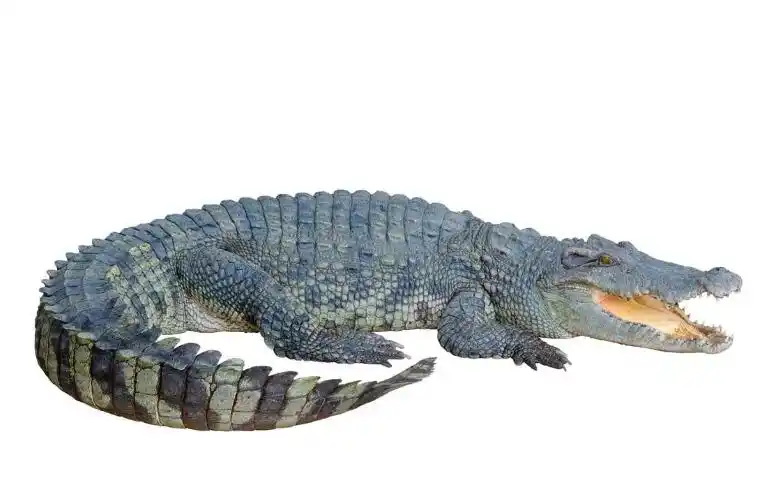 一阶十班乐高课堂反馈信息——《鳄鱼》 - 美篇