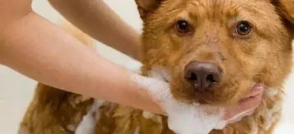 狗狗最恶心的疾病:蜱虫狗(内附图片恶心慎点)